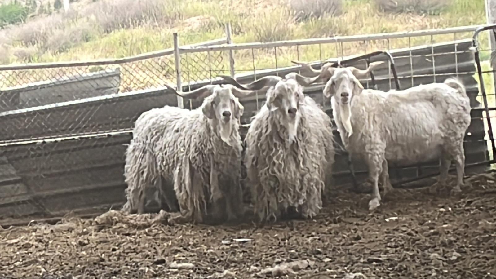 Anatolian Animals